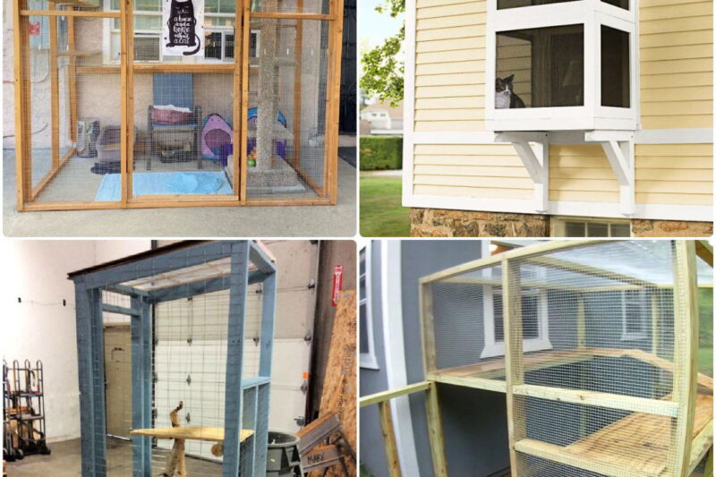 DIY Catio Plans: Build a Safe Outdoor Enclosure for Your Cat